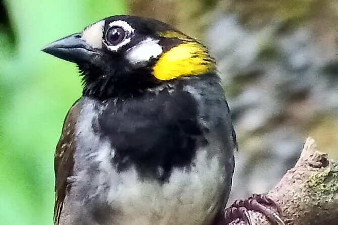 Curicancha Birdwatching Tour - What to Expect on the Curicancha Birdwatching Tour