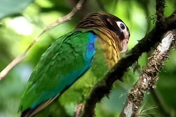 Curicancha Birdwatching Tour - The Value for Money