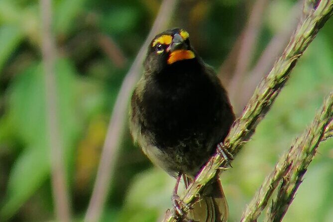 Curicancha Birdwatching Tour - Who Should Consider This Tour?