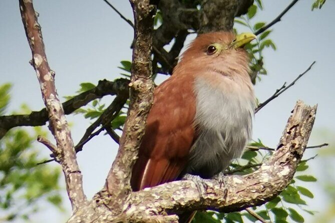 Curicancha Birdwatching Tour - The Sum Up