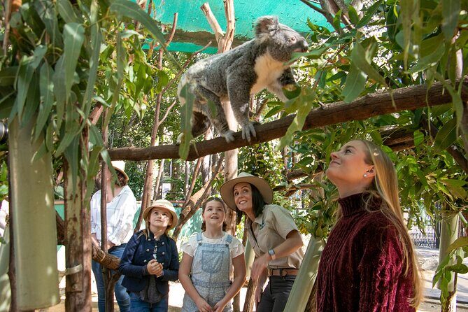 Currumbin Wildlife Sanctuary General Entry Ticket - Exploring Currumbin Wildlife Sanctuary: An Honest Review