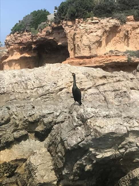 Curso de PaddleSurf, Visita Cuevas y Calas secretas, Snorkel - Frequently Asked Questions