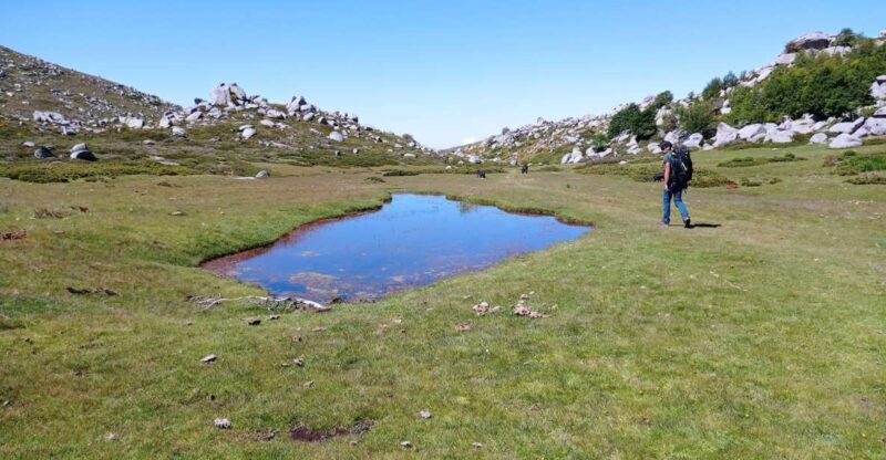 Cuscionu's plateau, 1000 waterholes'grass : pozzines - A detailed look at Cuscionus plateau experience