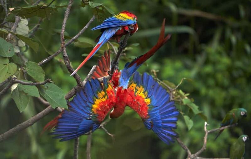 Cusco: 3-Day Tambopata Peruvian Amazon Jungle Tour - Cusco: 3-Day Tambopata Peruvian Amazon Jungle Tour