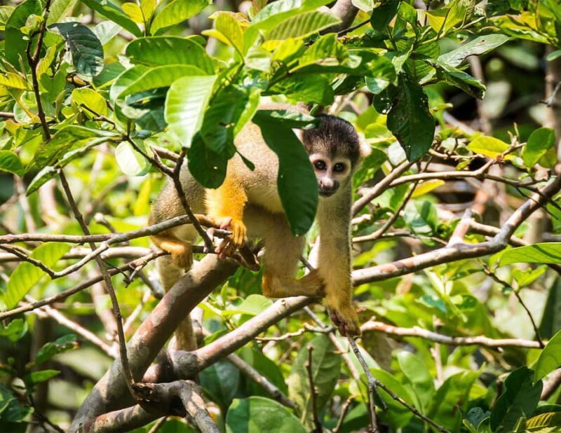 Cusco 5-Day Manu National Park and Amazon Rainforest Tour - An In-Depth Look at the 5-Day Amazon Adventure