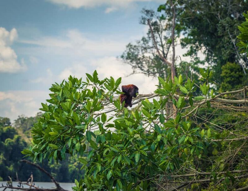 Cusco 5-Day Manu National Park and Amazon Rainforest Tour - Transportation and Logistics