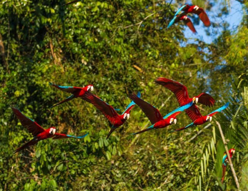 Cusco 5-Day Manu National Park and Amazon Rainforest Tour - The Value of the Tour