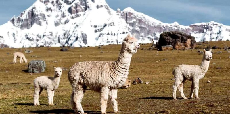 Cusco: 7 Lagoons of Ausangate Hiking Day Trip with Lunch - Who Should Consider This Tour?