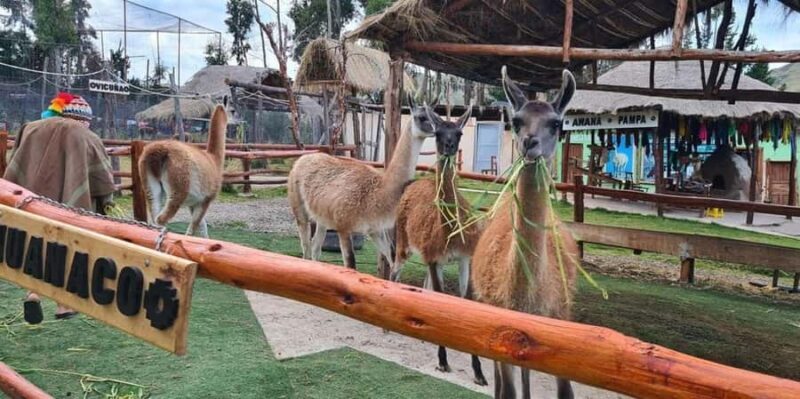 Cusco: Alpaca and Llama Farm Tour and Weaving Demonstration - Key Points