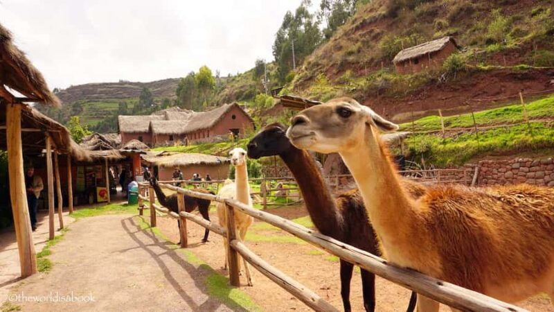 Cusco: Alpaca and Llama Farm Tour and Weaving Demonstration - Exploring the Cusco Alpaca and Llama Farm Tour
