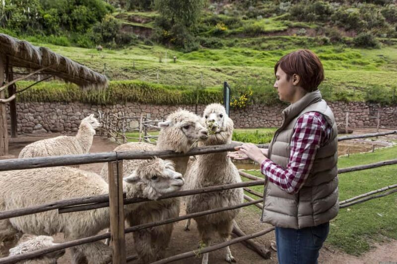 Cusco: Alpaca and Llama Farm Tour and Weaving Demonstration - Practical Considerations