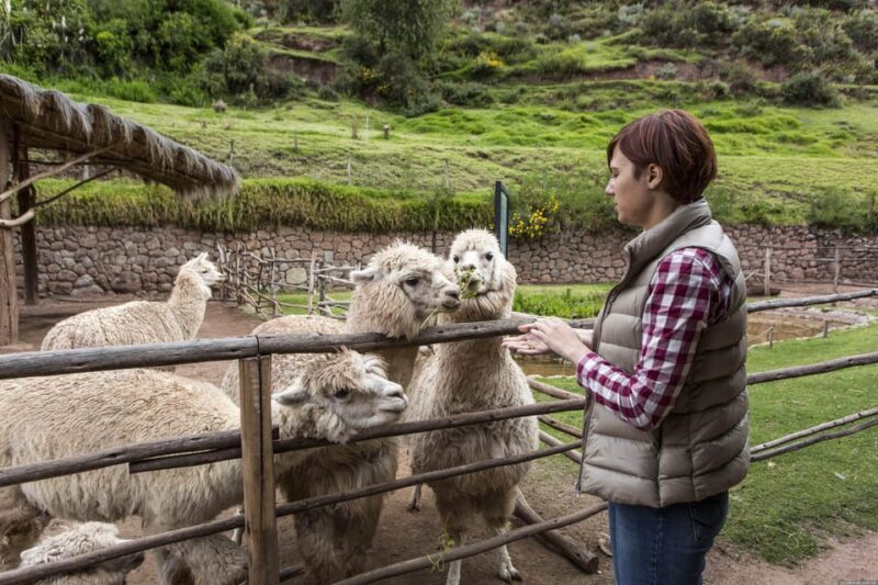 Cusco: Alpaca and Llama Farm Tour and Weaving Demonstration - FAQ