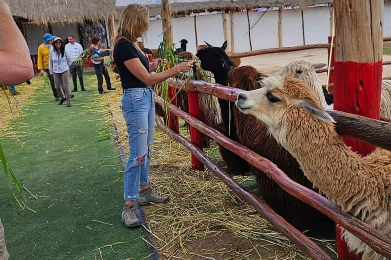 Cusco: Alpaca and Llama Farm Tour w/ Transfer & Weaving Demo - Key Points