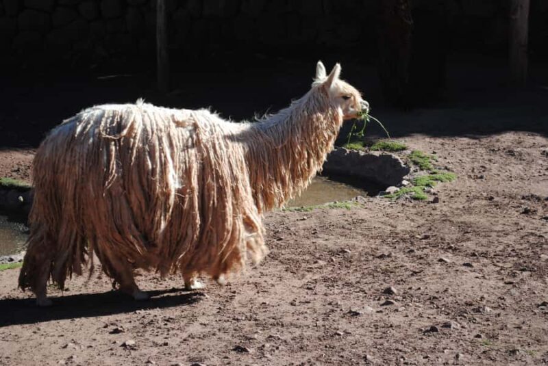 Cusco: Alpaca and Llama Farm Tour w/ Transfer & Weaving Demo - FAQ