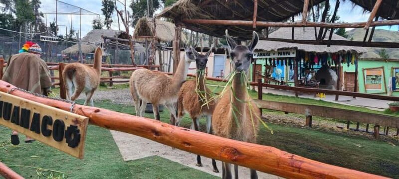 Cusco: Alpaca and Llama Farm Tour w/ Transfer & Weaving Demo - Key Points