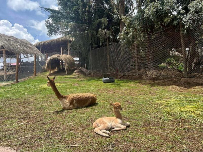 Cusco: Alpaca and Llama Farm Tour w/ Transfer & Weaving Demo - The Value and Practical Aspects