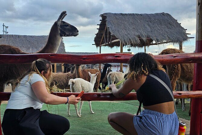 Cusco: Alpaca and Llama Farm Tour with Transfer & Weaving Demo - Key Points