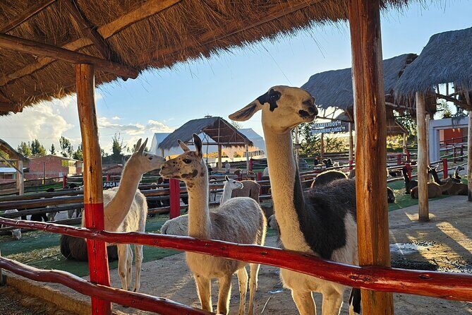 Cusco: Alpaca and Llama Farm Tour with Transfer & Weaving Demo - In-Depth Review of the Cusco Alpaca and Llama Farm Tour