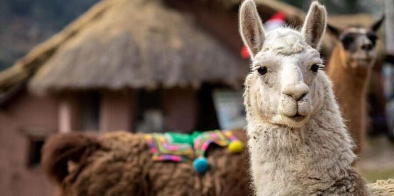 Cusco: Alpaca therapy and healing with clay - Key Points