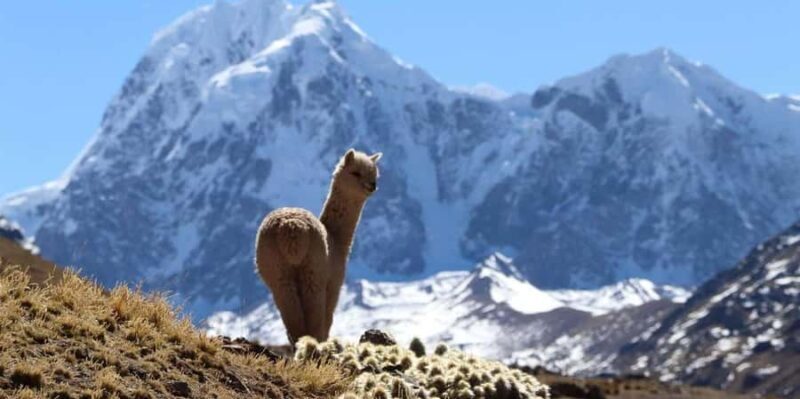 Cusco: Ausangate Route - the 7 Lagoons + Meals - Who Will Love This Tour?