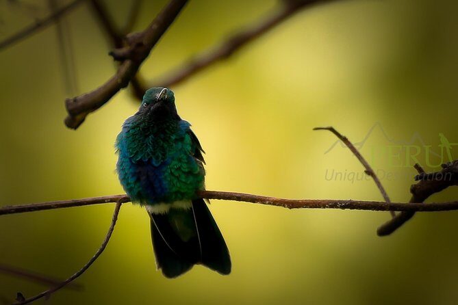 Cusco Birdwatching at Balcón del Diablo (Halfday) - Key Points