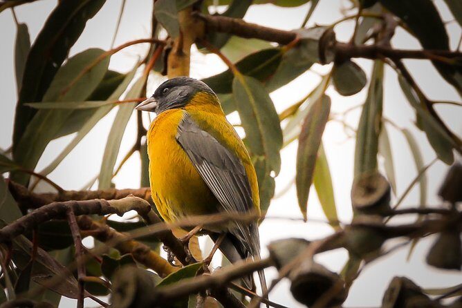 Cusco Birdwatching at Balcón del Diablo (Halfday) - Who Should Consider This Tour?
