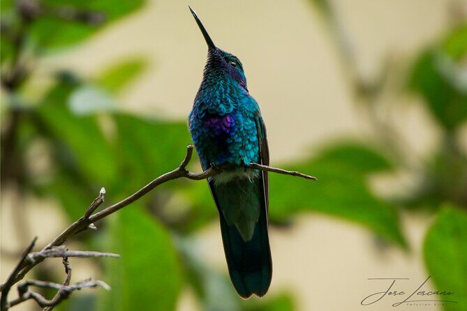 Cusco Birdwatching at Balcón del Diablo (Halfday) - FAQ