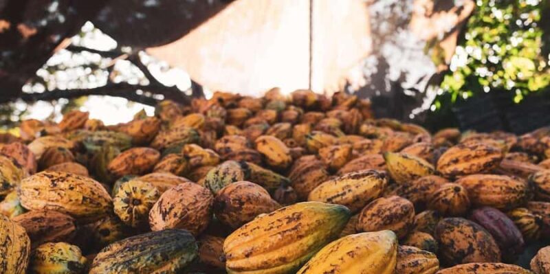 Cusco: Chocolate tour in Huayopata |Private| - The Experience for Different Travelers