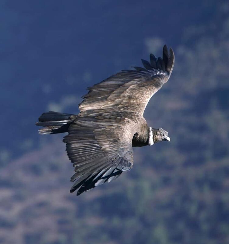 Cusco: Chonta Canyon and Condor Flight Tour with Lunch - An In-Depth Look at the Tour Experience