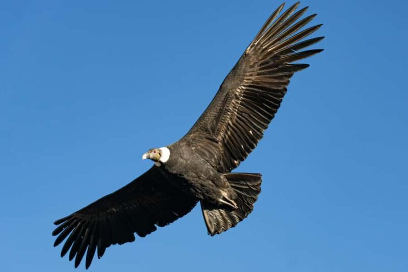 Cusco: Chonta Canyon and Condor Flight Tour with Lunch - Final Thoughts: Who Will Love This Tour?
