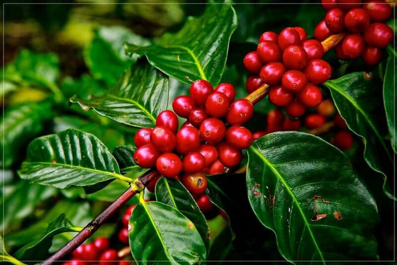 Cusco: Cocalmayo Thermal Baths| 2 Days | Coffee Plantation - Exploring the 2-Day Cusco: Cocalmayo Thermal Baths & Coffee Tour