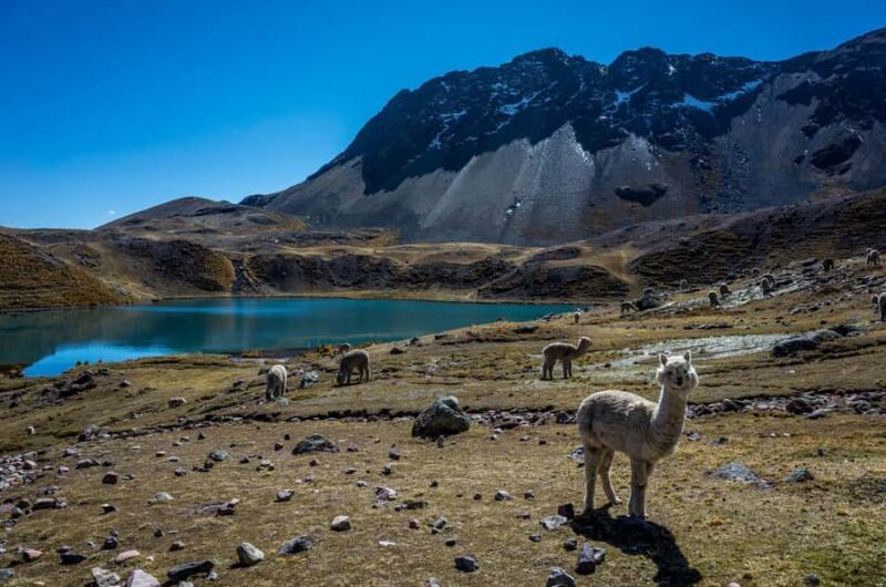 Cusco: Excursion to Ausangate 7 Lagunas + lunch - An In-Depth Look at the Ausangate 7 Lagoons Tour