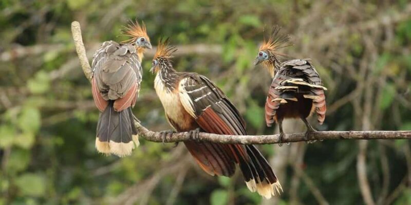 Cusco: Excursion to Manu National Park with Accommodation - Key Points