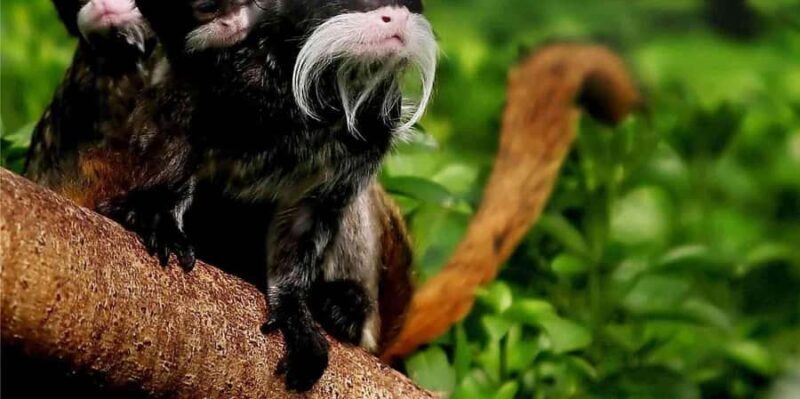 Cusco: Excursion to Manu National Park with Accommodation - A Deep Dive into the Manu National Park Experience