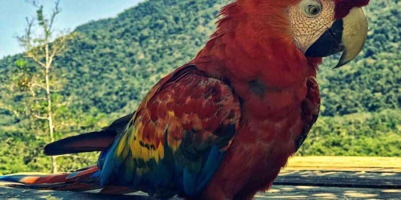 Cusco: Excursion to Manu National Park with Accommodation - Who Would Love This Tour?