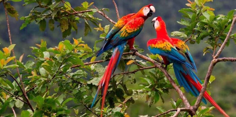 Cusco: Excursion to Manu National Park with Accommodation - The Sum Up