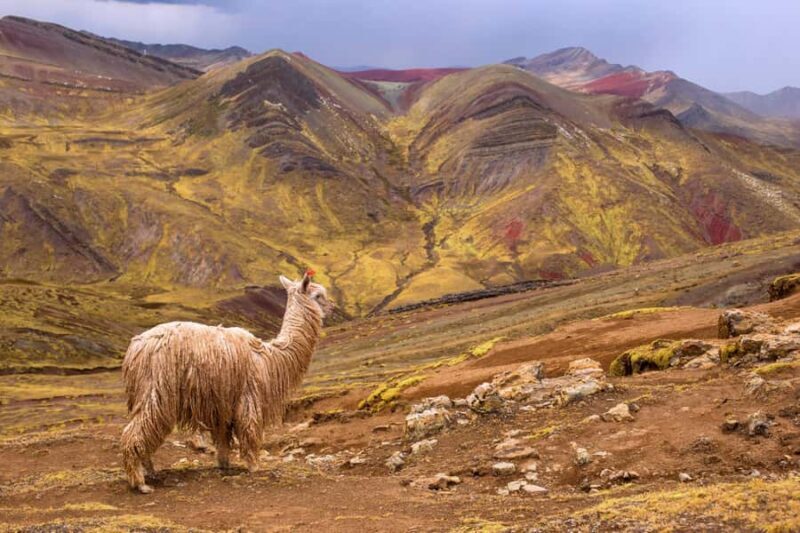 Cusco: Full-Day Private Hike to Palcoyo Rainbow Mountain - Key Points