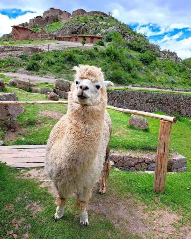 Cusco: Full-Day Sacred Valley of the Incas Tour - The Sum Up