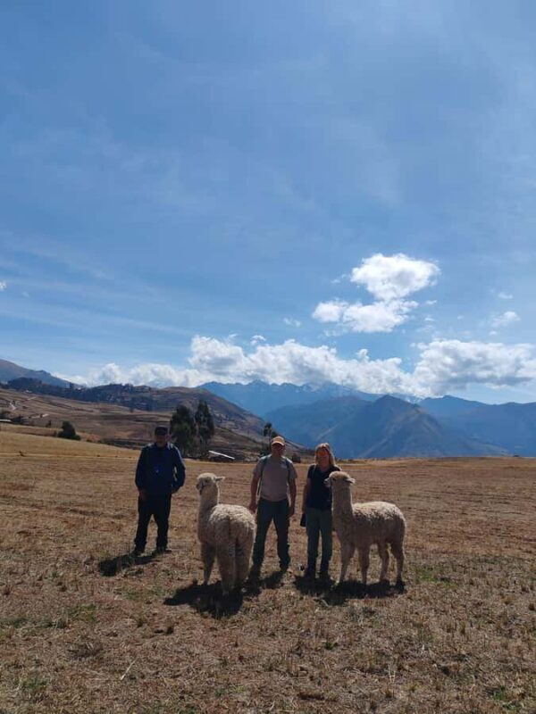 Cusco: Llama and Alpaca Trekking in the Sacred Valley - Cusco: Llama and Alpaca Trekking in the Sacred Valley