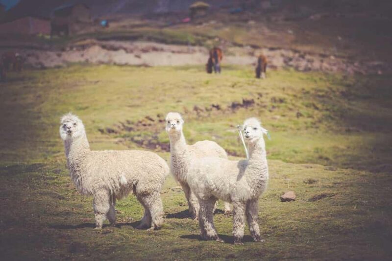 Cusco & Machu Picchu: 5 days of adventure, culture and tradition - Practical Tips and Considerations