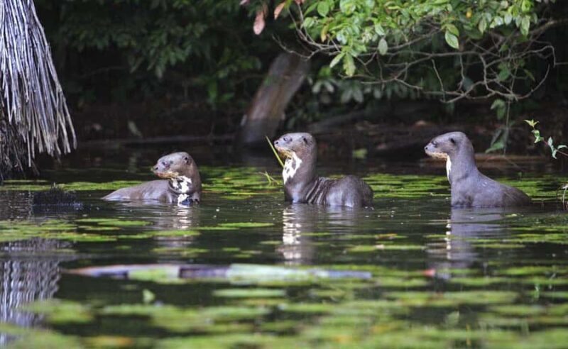 Cusco | Manu Jungle Excursion 7D/6N | Wonders of Manu - FAQ