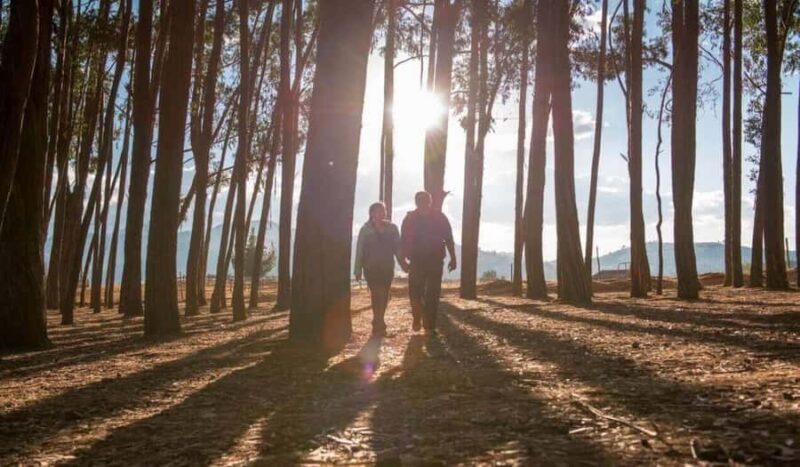 CUSCO: Picnic in the Eucalyptus Forest + Painting of bulls - An In-Depth Look at the Cusco Eucalyptus Picnic & Bull Painting Tour