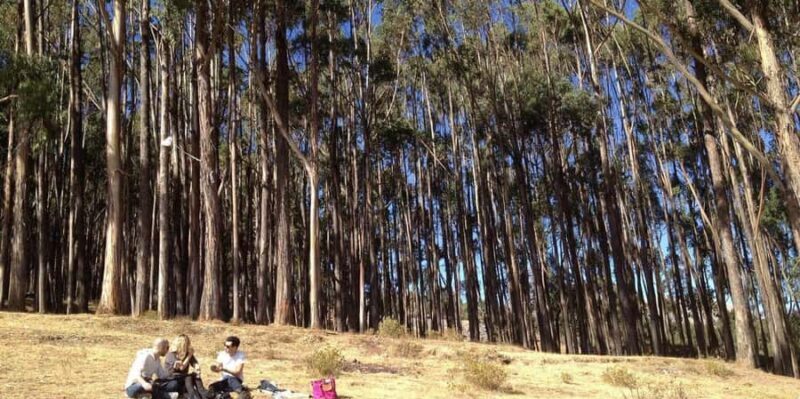 Cusco: Qenqo Eucalyptus Forest + Andean Picnic + Painting - Exploring Cusco in a Different Way: Qenqo Eucalyptus Forest + Andean Picnic + Painting