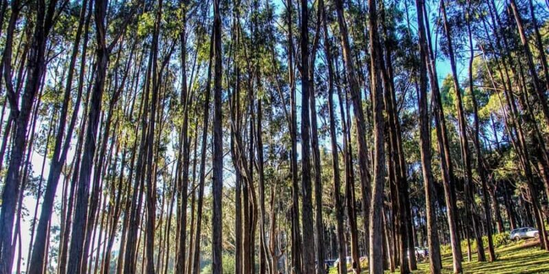 Cusco: Qenqo Eucalyptus Forest + Andean Picnic + Painting - Is This Tour Worth the Price?