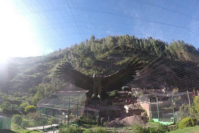 Cusco santuario de animales rescatados : "cochahuasi" - Exploring Cusco’s Cochahuasi Animal Sanctuary: A Closer Look at Rescued Wildlife