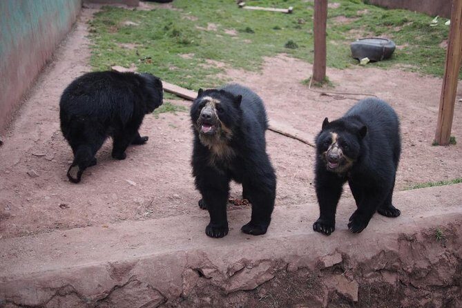 Cusco santuario de animales rescatados : "cochahuasi" - Key Points