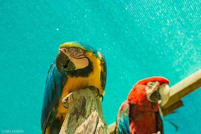 Cusco santuario de animales rescatados : "cochahuasi" - Frequently Asked Questions