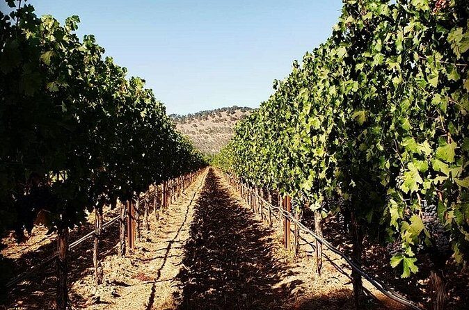 Custom 6-Hour Napa Valley Wine Tour in a Luxury Vehicle - Authentic Traveler Feedback