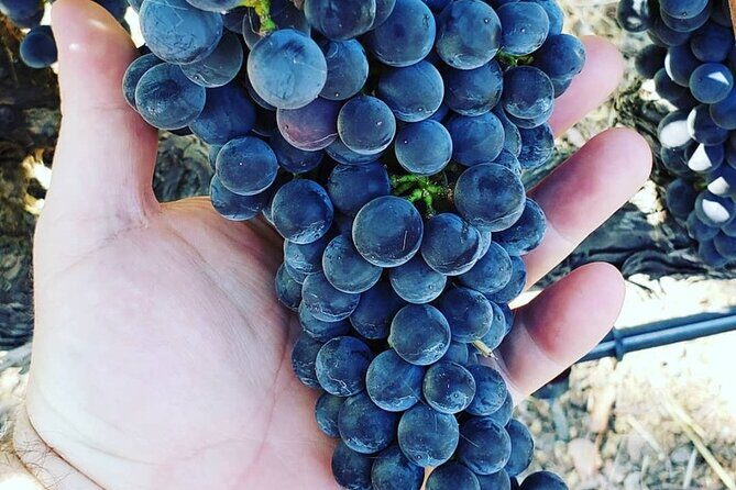 Custom 6-Hour Napa Valley Wine Tour in a Luxury Vehicle - Price Analysis and Value