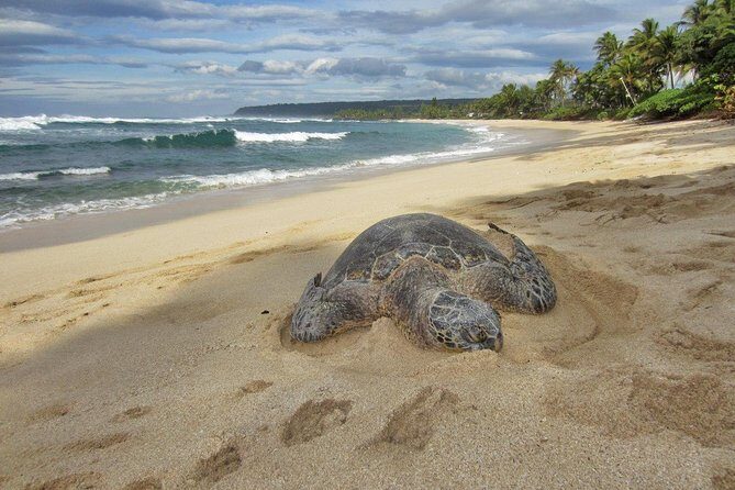 Custom Island Tour - for 6 to 14 people - up to 8 hours - Private tour of Oahu - A Closer Look at the Itinerary and Experience